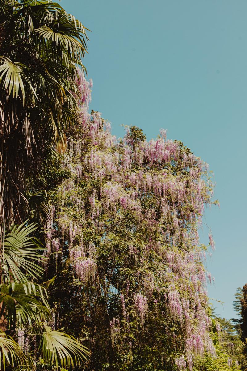 wisteria garden