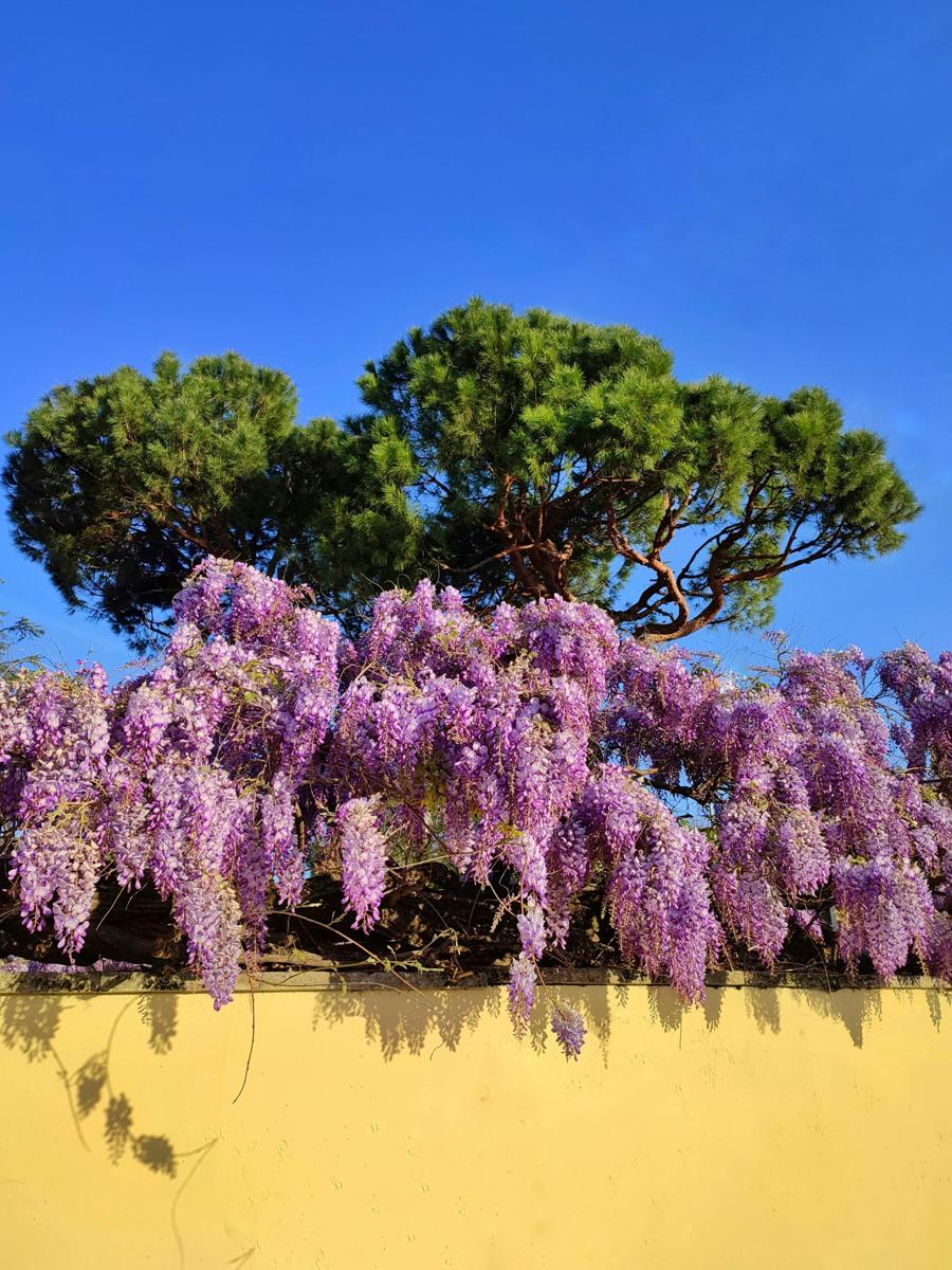 wisteria garden